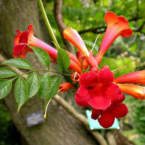 Red Trumpet Vine Campsis Radicans 20 Seeds Vigorous - Etsy