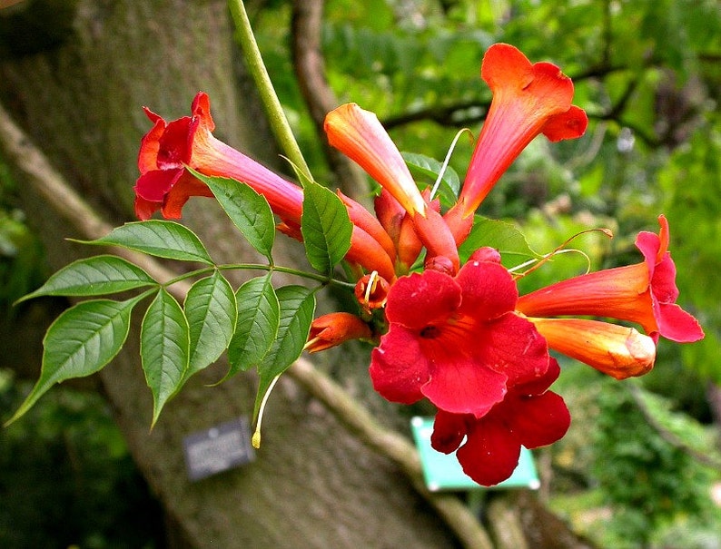 Red Trumpet Vine, Campsis radicans, 25 seeds, vigorous climber, fast growing, cold hardy, zones 6 to 11, drought-tolerant, hummingbirds image 1