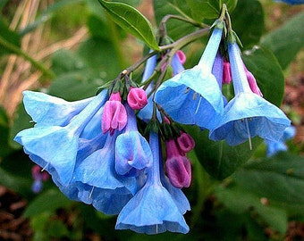 Virginia Bluebells, 10 seeds, Mertensia virginica, woodsy wildflower, moist shade, hardy perennial, cold hardy to zone 3, amazing blooms