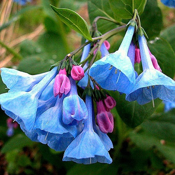 Virginia Bluebells, 10 seeds, Mertensia virginica, woodsy wildflower, moist shade, hardy perennial, cold hardy to zone 3, amazing blooms