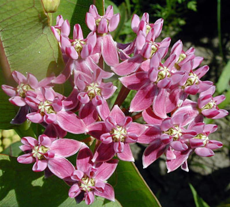 Asclepias sullivantii, asclépiade des prairies, asclépiade commune, 10 graines, fleurs roses parfumées, zones rustiques 4 à 7, en voie de disparition, grande fleur coupée image 2