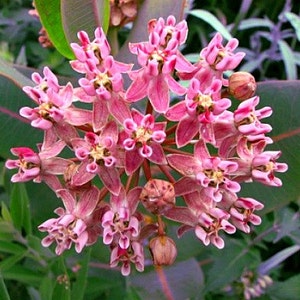 Asclepias sullivantii, asclépiade des prairies, asclépiade commune, 10 graines, fleurs roses parfumées, zones rustiques 4 à 7, en voie de disparition, grande fleur coupée image 1