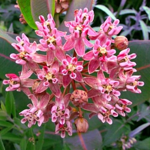 Asclepias sullivantii, Prairie Milkweed, Smooth Milkweed, 10 seeds, fragrant pink blooms, hardy zones 4 to 7, endangered, great cut flower