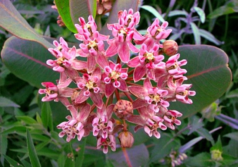 Asclepias sullivantii, asclépiade des prairies, asclépiade commune, 10 graines, fleurs roses parfumées, zones rustiques 4 à 7, en voie de disparition, grande fleur coupée image 1