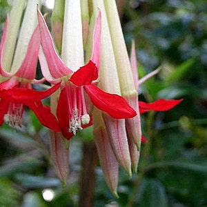 Fuchsia boliviana alba, White Bolivian Fuchsia, 10 rare seeds, shrubby tree, misty cool zones, houseplant, sweet fruits, elegant blooms image 2