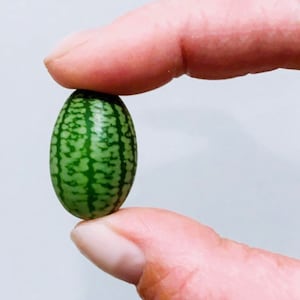 Mexican Mini Cucumber - Cucamelon - 10+ seeds - FINE and YIELDING! Cu 001