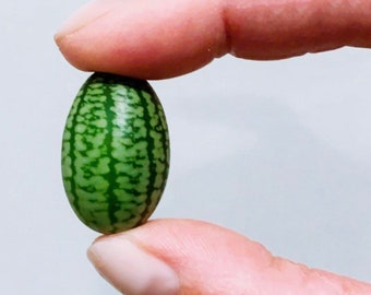 Mouse Melon, 15 seeds, Cucamelon, teeny crunchy fruit, tasty heirloom, non GMO, tangy flavor, easy to grow, fun for kids