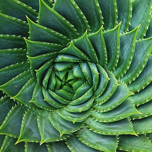 Aloe polyphylla, spiraling succulent, 5 rare seeds, almost extinct, cool climate aloe, Lesotho native, South Africa, collectors plant