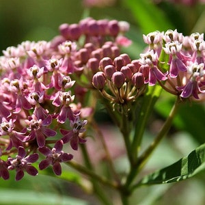 Asclepias syriaca, Common Milkweed, 50 seeds, gorgeous wildflower, fat pink blooms, butterflies, hardy in all zones, drought tolerant image 3