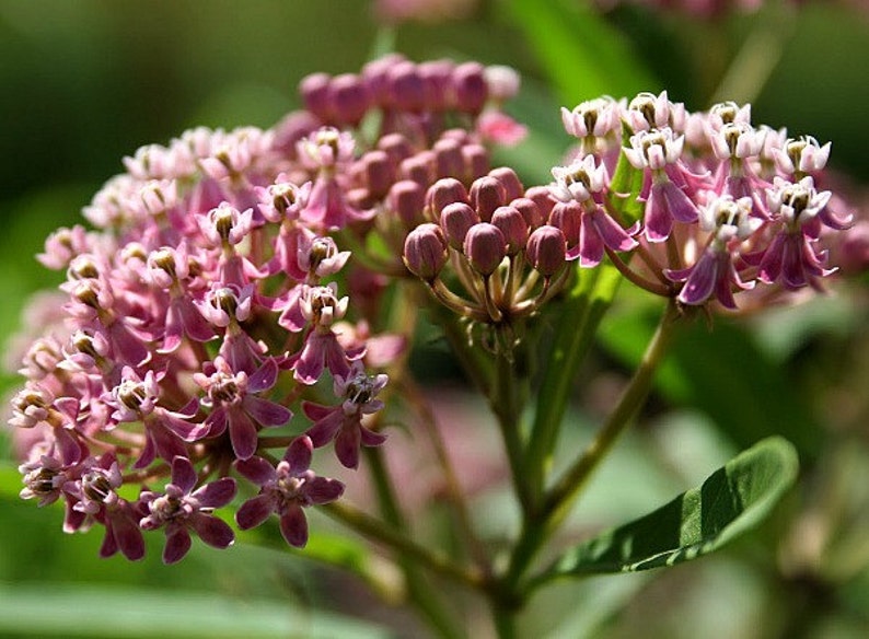 Asclepias syriaca, Common Milkweed, 50 seeds, gorgeous wildflower, fat pink blooms, butterflies, hardy in all zones, drought tolerant image 3