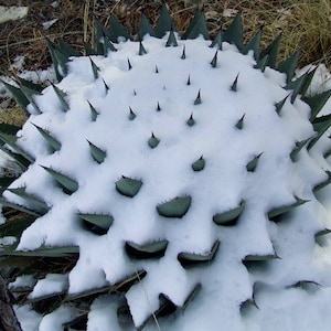 Artichoke Agave, Agave parryi, cold hardy succulent, 10 seeds, zones 5 to 11, desert garden, great container plant, houseplant image 4