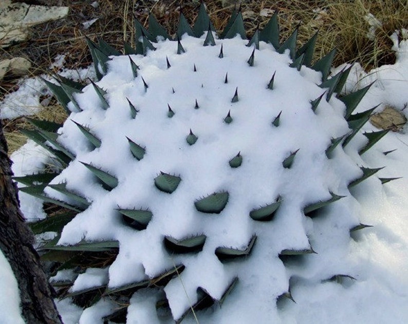 Artichoke Agave, Agave parryi, cold hardy succulent, 10 seeds, zones 5 to 11, desert garden, great container plant, houseplant image 4