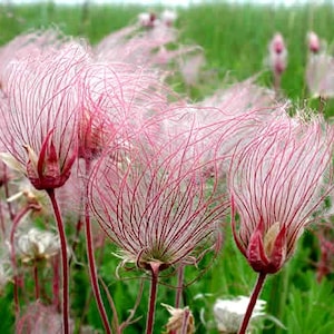 Prairie Smoke, 20 seeds, Geum trifolium, prairie wildflower, crazy seed pods, zones 3 to 8, drought tolerant, rock garden, year round beauty image 2