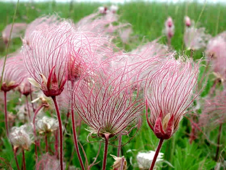 Prairie Smoke, 20 seeds, Geum trifolium, prairie wildflower, crazy seed pods, zones 3 to 8, drought tolerant, rock garden, year round beauty image 2