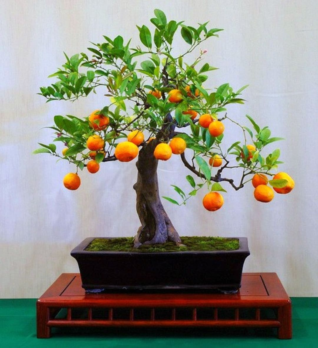 Flying Dragon, Poncirus Citrus Trifoliata, 10 Seeds, Cold Hardy Citrus,  Miniature Tree, Blooming Bonsai, Fragrant Blossoms, Great Houseplant - Etsy