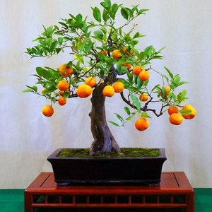 Flying Dragon, Poncirus citrus trifoliata, 10 seeds, cold hardy citrus, miniature tree, blooming bonsai, fragrant blossoms, great houseplant image 1