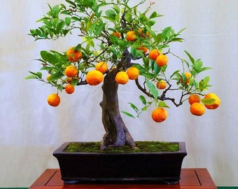 Flying Dragon, Poncirus citrus trifoliata, 10 seeds, cold hardy citrus, miniature tree, blooming bonsai, fragrant blossoms, great houseplant