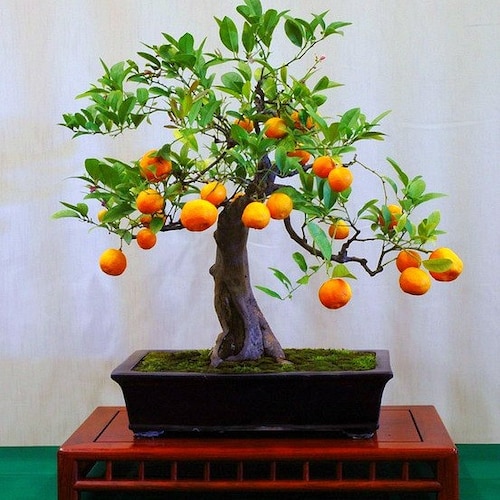 Flying Dragon, Poncirus Citrus Trifoliata, 10 Seeds, Cold Hardy Citrus,  Miniature Tree, Blooming Bonsai, Fragrant Blossoms, Great Houseplant - Etsy