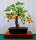 Flying Dragon, Poncirus citrus trifoliata, 10 seeds, cold hardy citrus, miniature tree, blooming bonsai, fragrant blossoms, great houseplant 