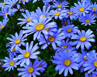 Blue Marguerite, Felicia amelloides, 15 seeds, full sun, sturdy perennial, zones 8 to 11, low water, easy care, sun or shade, vibrant blue