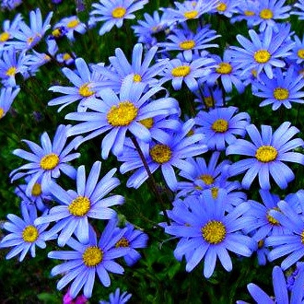 Blue Marguerite, Felicia amelloides, 15 seeds, full sun, sturdy perennial, zones 8 to 11, low water, easy care, sun or shade, vibrant blue