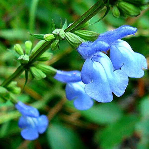 Blue Prairie Sage, Salvia azurea, 10 seeds, fluffy blooms, sweet fragrance, cold hardy, drought tolerant, zones 5 to 10, butterfly garden
