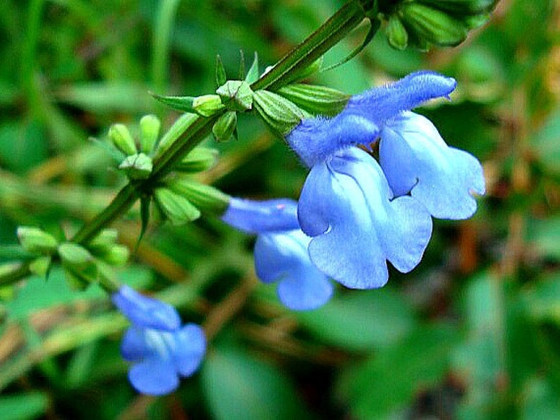 Blue Prairie Sage, Salvia azurea, 15 seeds, fluffy blooms, sweet fragrance, cold hardy, drought tolerant, zones 5 to 10, butterfly garden image 1