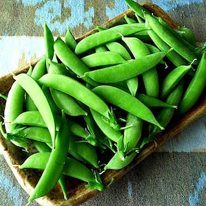 Sugar Snap Peas, 15 seeds, fall garden, cool weather crop, heirloom bush peas, early harvest, easy to grow, fun for kids