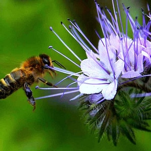 May include: A bee collects nectar from a purple flower with delicate petals and long, thin stems.