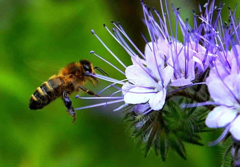 May include: A bee collects nectar from a purple flower with delicate petals and long, thin stems.