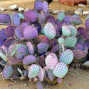 Opuntia Santa Rita Cactus, 10 seeds, purple pads, yellow flowers, magenta fruit, Opuntia violacea, drought tolerant, ornamental cactus image 5