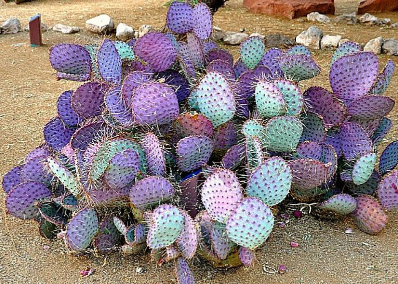 Opuntia Santa Rita Cactus, 10 seeds, purple pads, yellow flowers, magenta fruit, Opuntia violacea, drought tolerant, ornamental cactus image 5