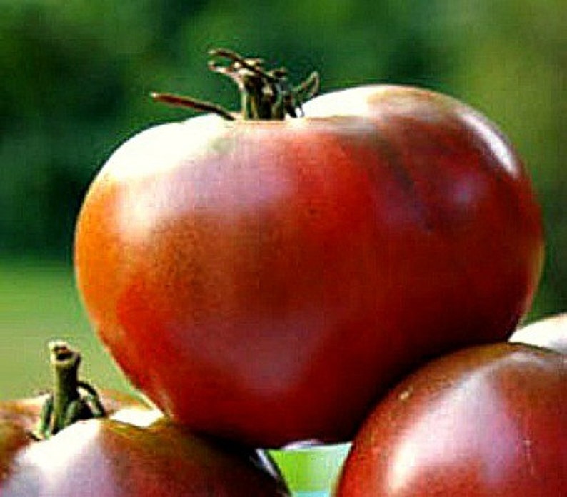 Cherokee Purple Heirloom Tomato 10 Seeds Top Ten List Etsy