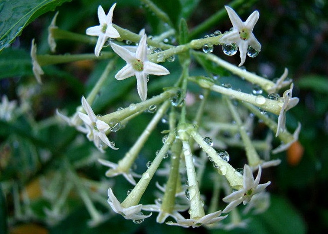 Night blooming Jasmine 10 seeds Cestrum nocturnum fragrant Etsy