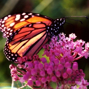 Asclepias incarnata, Swamp Milkweed, 25 seeds, pink butterfly weed, Monarch host, perennial in all zones, likes moist soil image 2