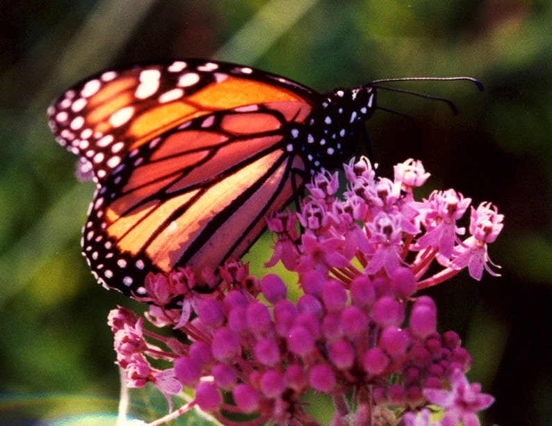 Asclepias incarnata, Swamp Milkweed, 25 seeds, pink butterfly weed, Monarch host, perennial in all zones, likes moist soil image 2