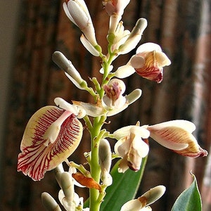 Thai Ginger, Alpinia galanga, 5 organic seeds, Galangal, spicy root, bright shade, easy to grow, zone 7-11, Asian cuisine, fragrant blooms image 2