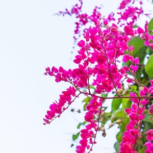Antigonon leptopus, Coral Love Vine, 10 seeds, vibrant pink climber for sun or shade, drought tolerant, loves heat, shocking pink blossoms