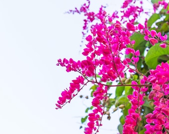 Antigonon leptopus, Coral Love Vine, 10 seeds, vibrant pink climber for sun or shade, drought tolerant, loves heat, shocking pink blossoms