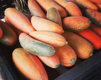North Georgia Candy Roaster Squash, Cucurbita maxima, 10 seeds, sweet or savory, Cherokee Heirloom