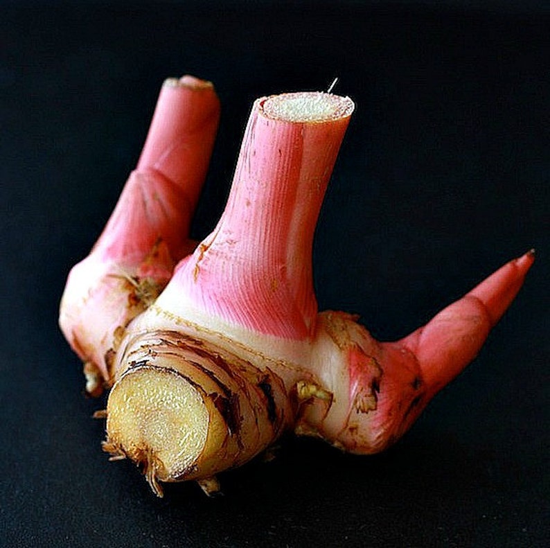 Thai Ginger, Alpinia galanga, 5 organic seeds, Galangal, spicy root, bright shade, easy to grow, zone 7-11, Asian cuisine, fragrant blooms image 4