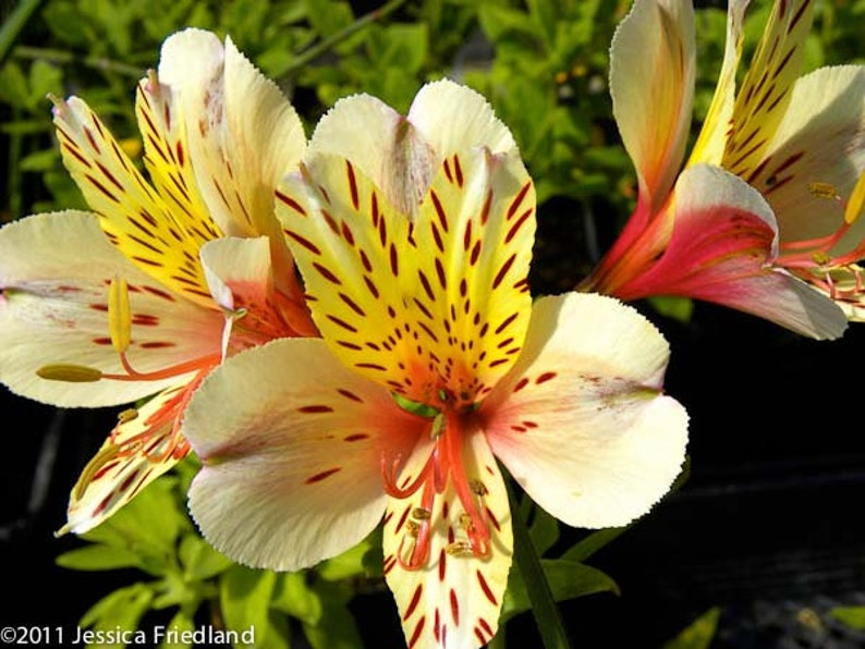 2015 nuevas semillas de flores a granel raras de lirio peruano Alstroemeria  Ligtu Jardín Plantas, semillas y bulbos Plantas carnívoras  