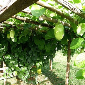 Passiflora quadrangularis, Giant Granadilla 10 fresh seeds, fragrant blooms,big tasty fruit, robust climber, calming tea image 3