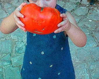 Ponderosa Beefsteak, heirloom tomato, 10 seeds, gigantic fruit, hearty taste, very productive, ideal slicer