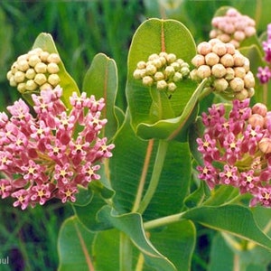 Asclepias sullivantii, Prairie Milkweed, Smooth Milkweed, 10 seeds, fragrant pink blooms, hardy zones 4 to 7, endangered, great cut flower image 4