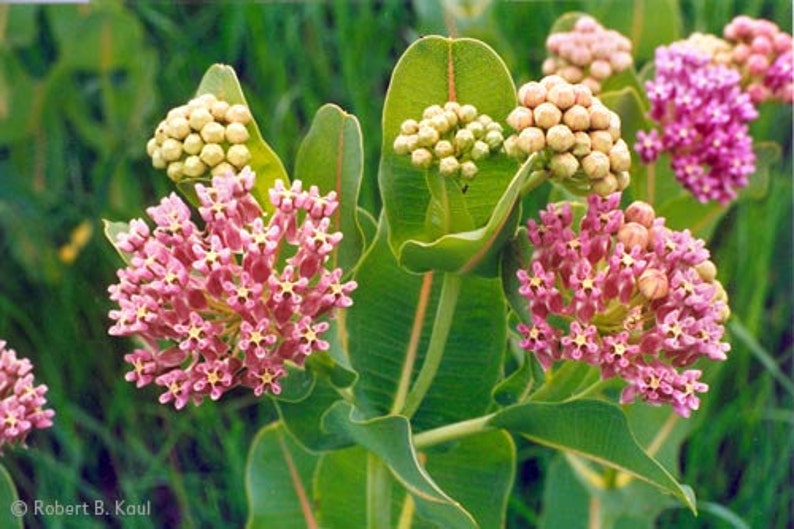 Asclepias sullivantii, asclépiade des prairies, asclépiade commune, 10 graines, fleurs roses parfumées, zones rustiques 4 à 7, en voie de disparition, grande fleur coupée image 4