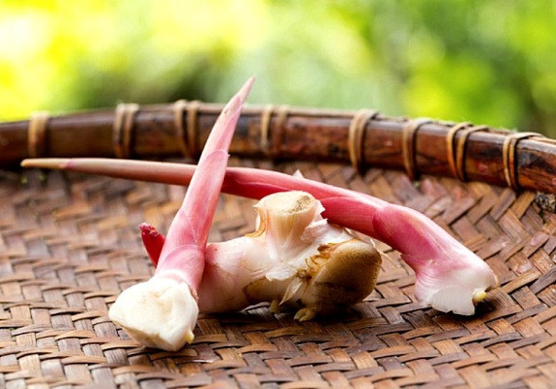 Thai Ginger, Alpinia galanga, 5 organic seeds, Galangal, spicy root, bright shade, easy to grow, zone 7-11, Asian cuisine, fragrant blooms image 3