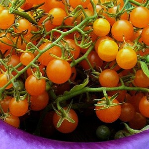 May include: A bunch of bright orange cherry tomatoes on green vines. The tomatoes are clustered together and some are partially obscured by the vines.