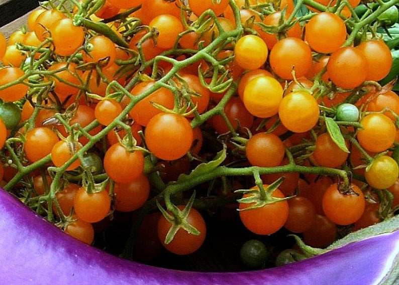 May include: A bunch of bright orange cherry tomatoes on green vines. The tomatoes are clustered together and some are partially obscured by the vines.