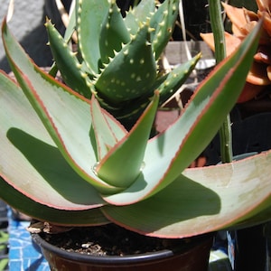 Coral Aloe, Aloe striata, 15 seeds, showy succulent, vivid winter blooms, drought tolerant, desert garden, or container plant, easy to grow image 1